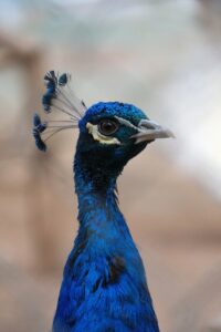 peacock, feathers, beak-8440548.jpg